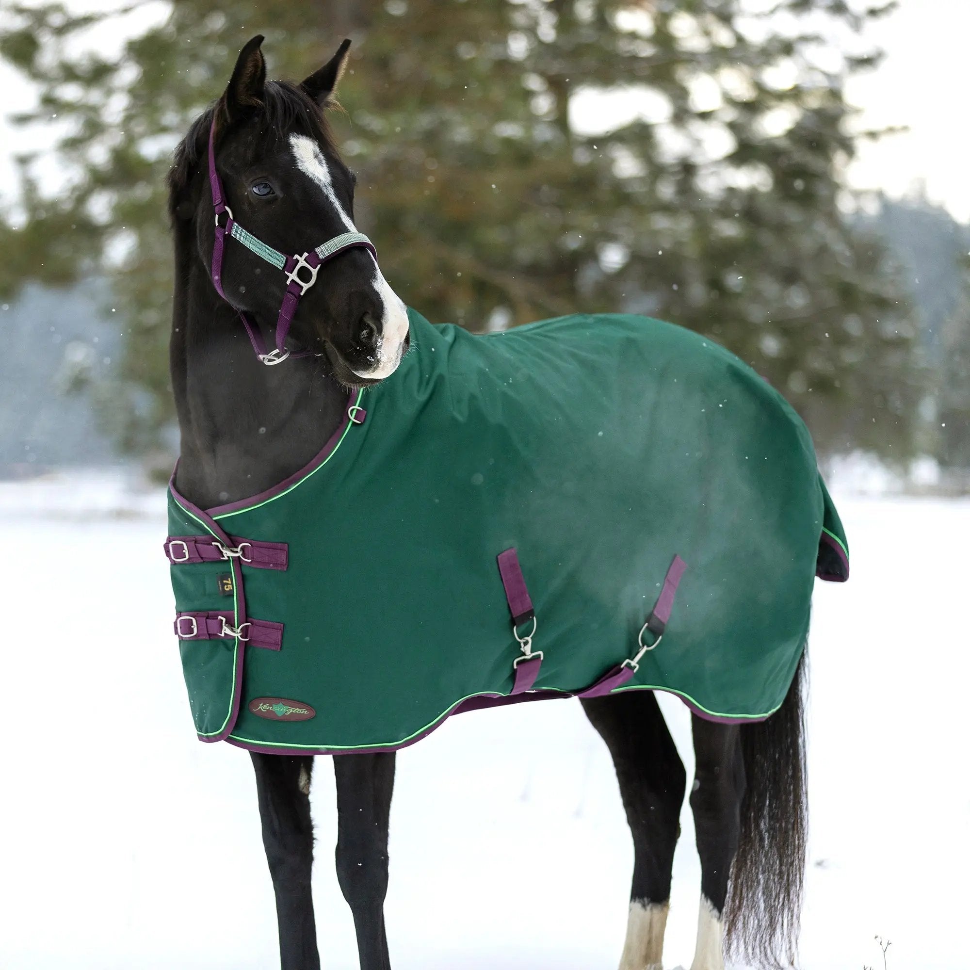1200D 180G Medium Weight Waterproof & Breathable Winter Turnout Blanket - Equine Exchange Tack Shop