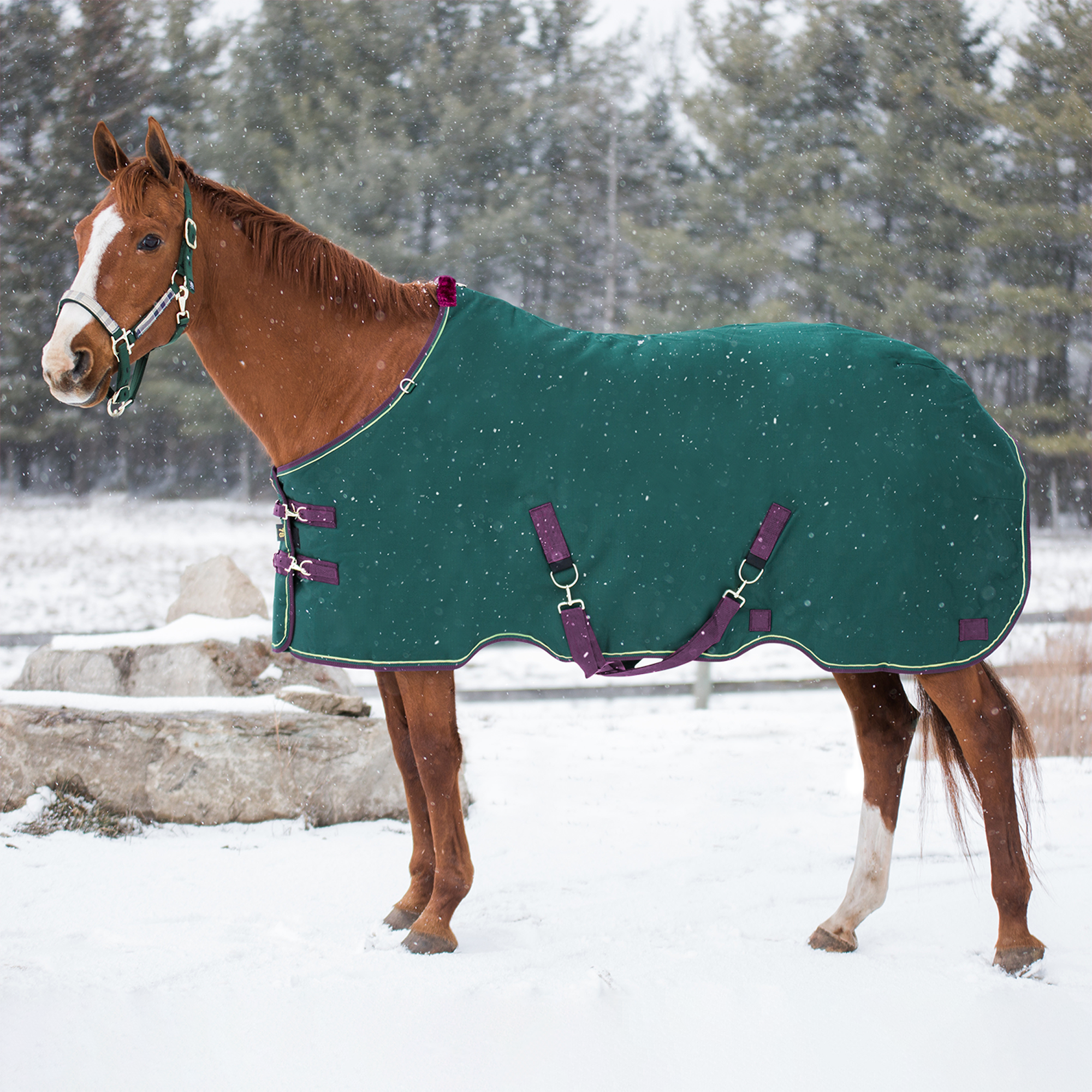 1200D 300G Heavy Weight Waterproof & Breathable Winter Turnout Blanket - Equine Exchange Tack Shop