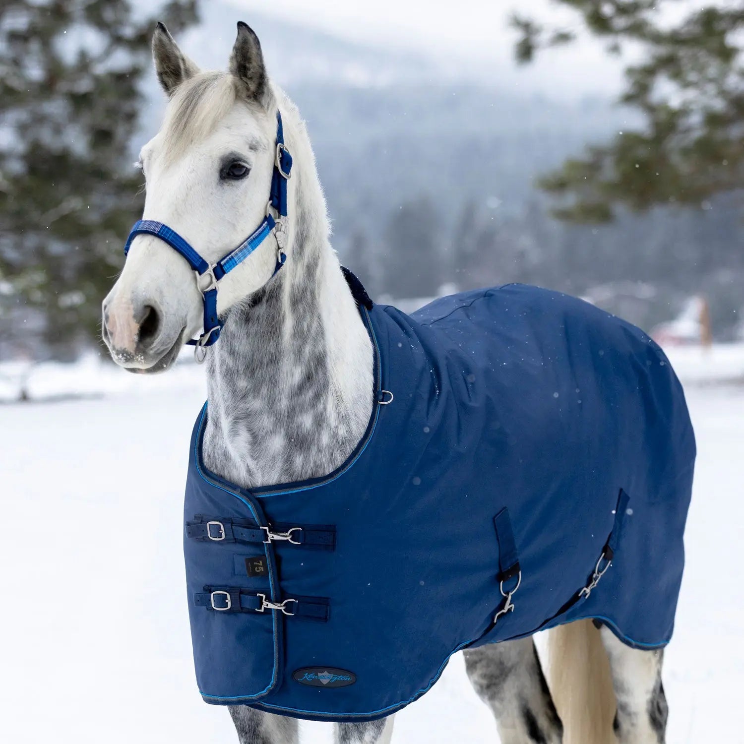 1200D 180G Medium Weight Waterproof & Breathable Winter Turnout Blanket - Equine Exchange Tack Shop