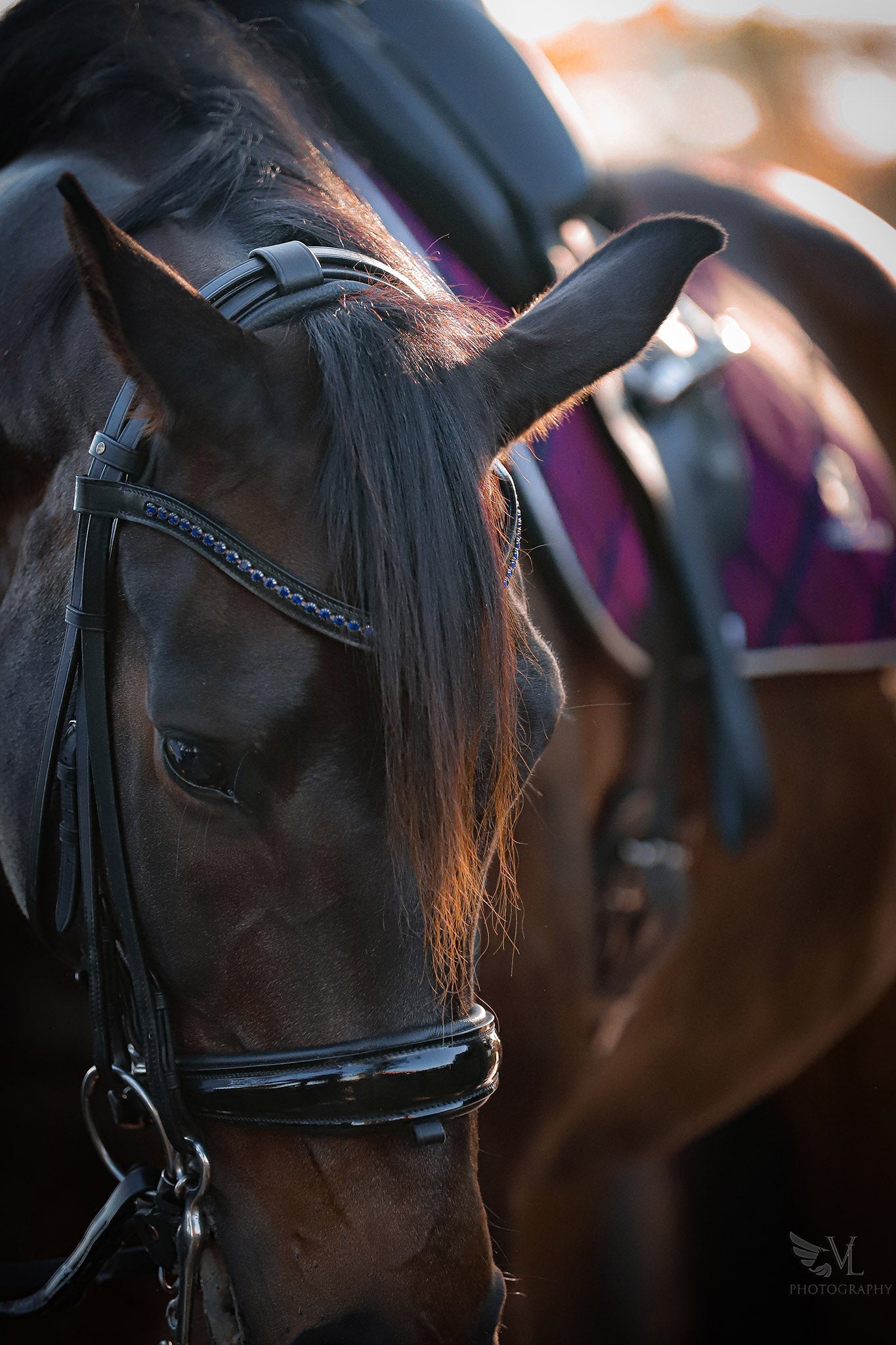 Ultraviolet Browband - Equine Exchange Tack Shop