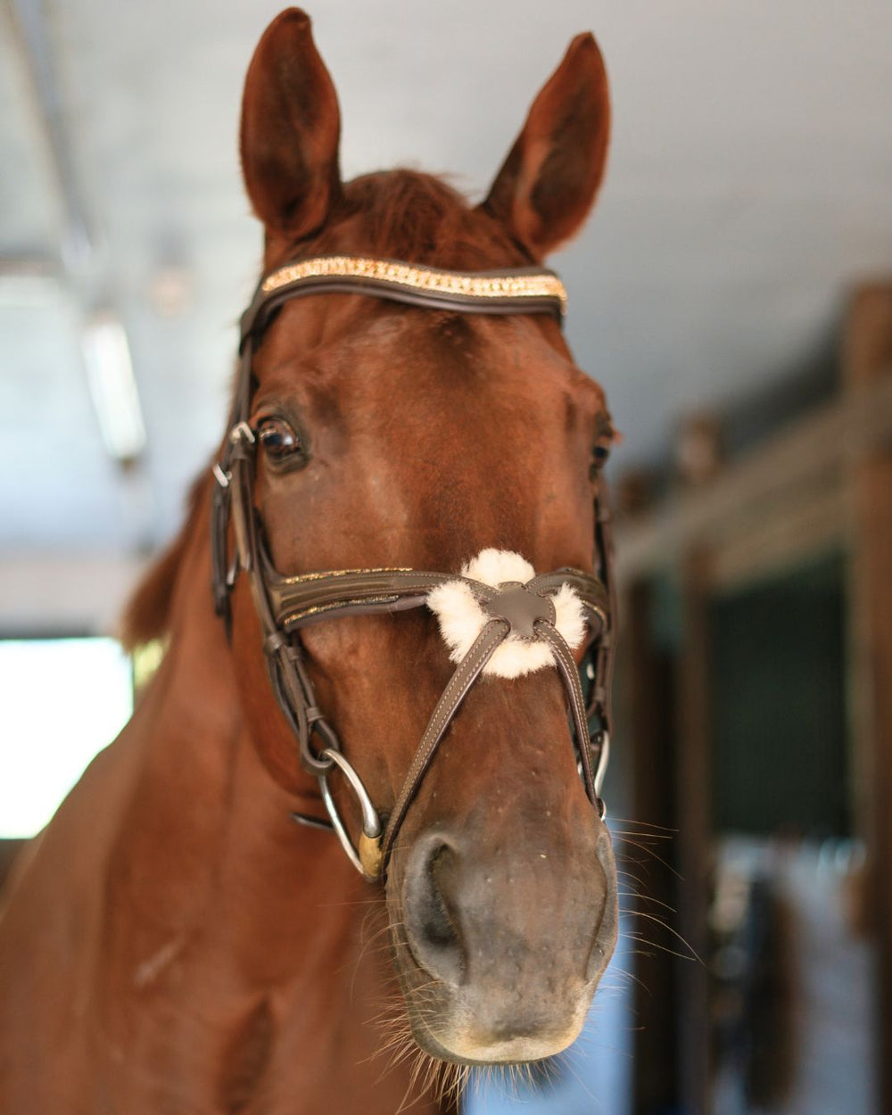 Hidden Flash!  Pro-fit Comfortable Bridle with Patent Noseband and Crystal Browband - Equine Exchange Tack Shop