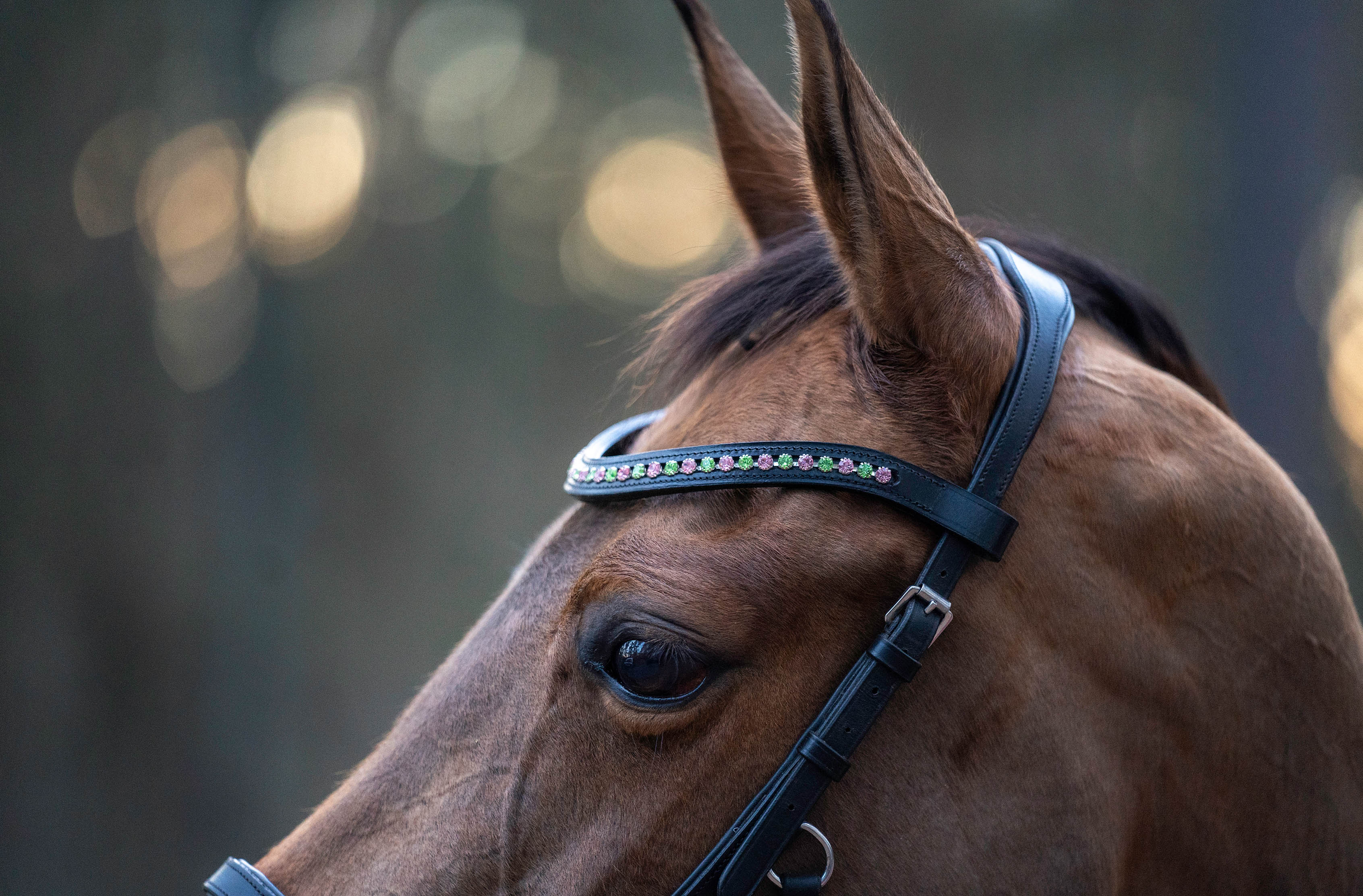 Teaparty Green Saddle Pad Set (Limited Edition) - Equine Exchange Tack Shop