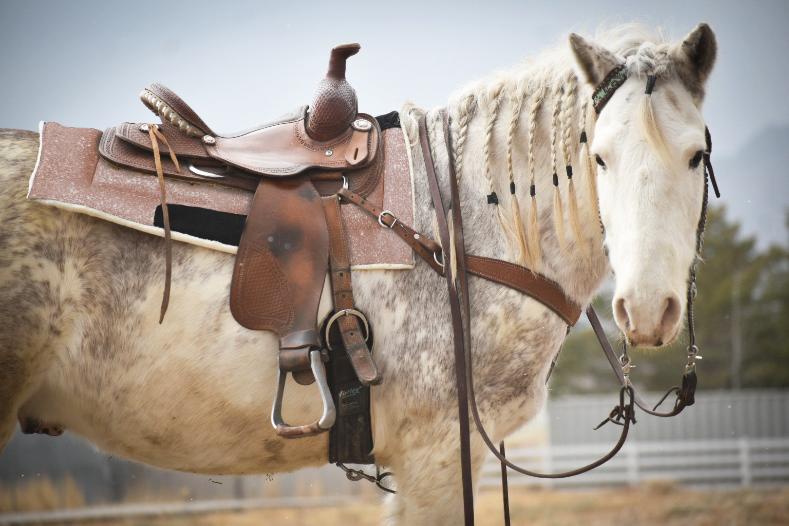 Rose Quartz Western Saddle Pad - Equine Exchange Tack Shop