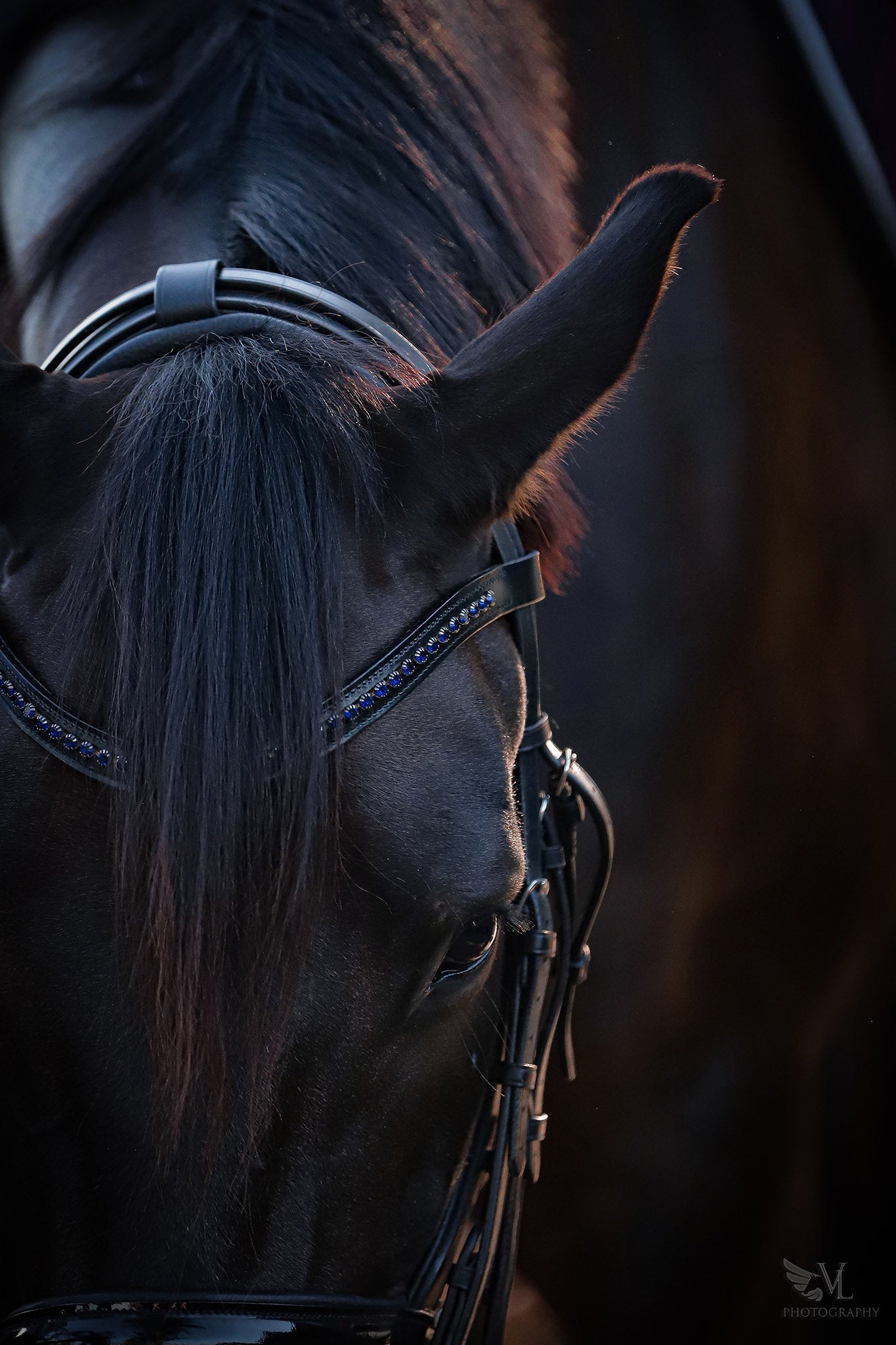Ultraviolet Browband - Equine Exchange Tack Shop