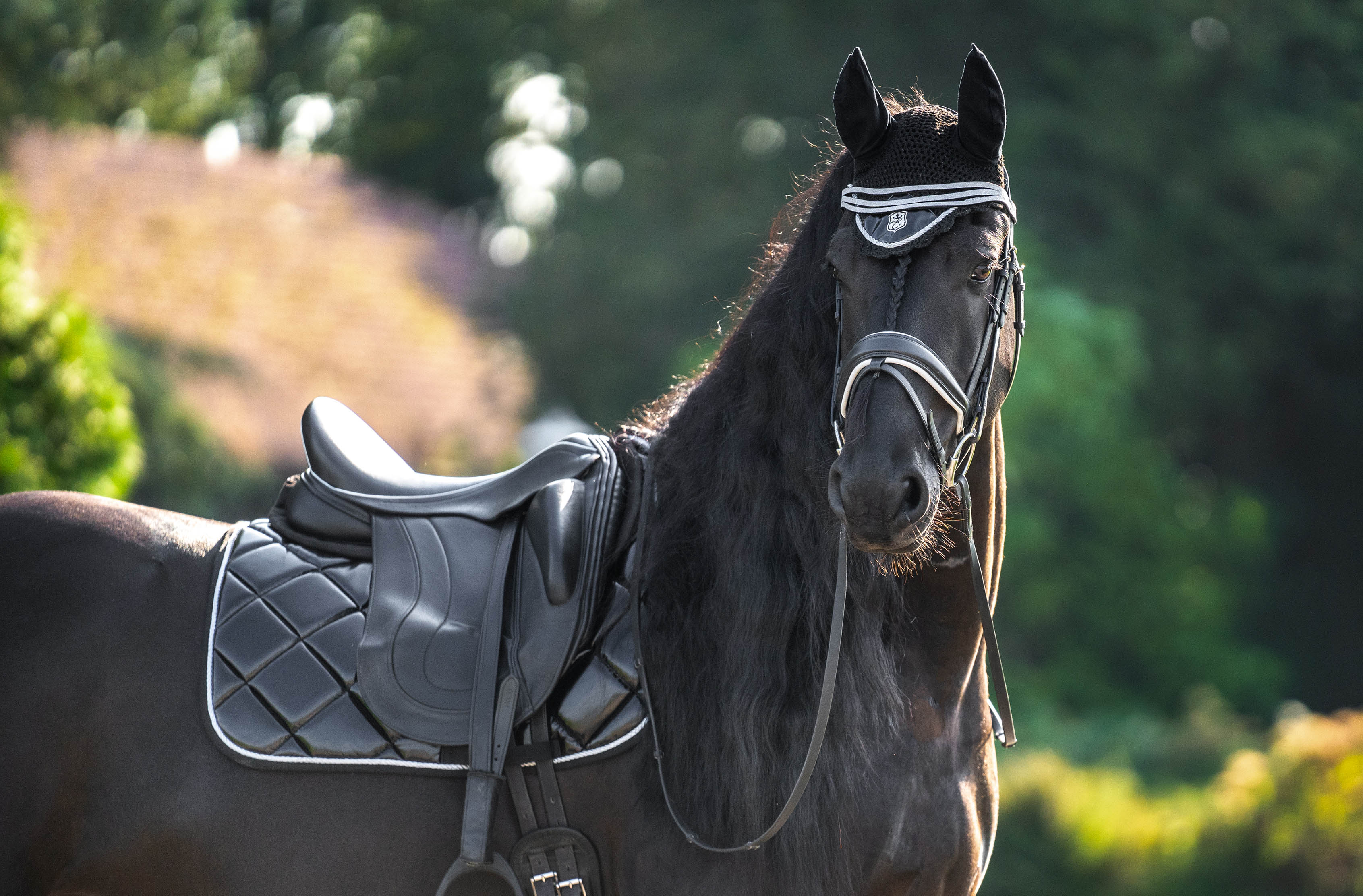 Black Ink Saddle Pad Set - Equine Exchange Tack Shop
