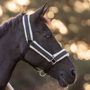 Midnight Black Halter - Equine Exchange Tack Shop