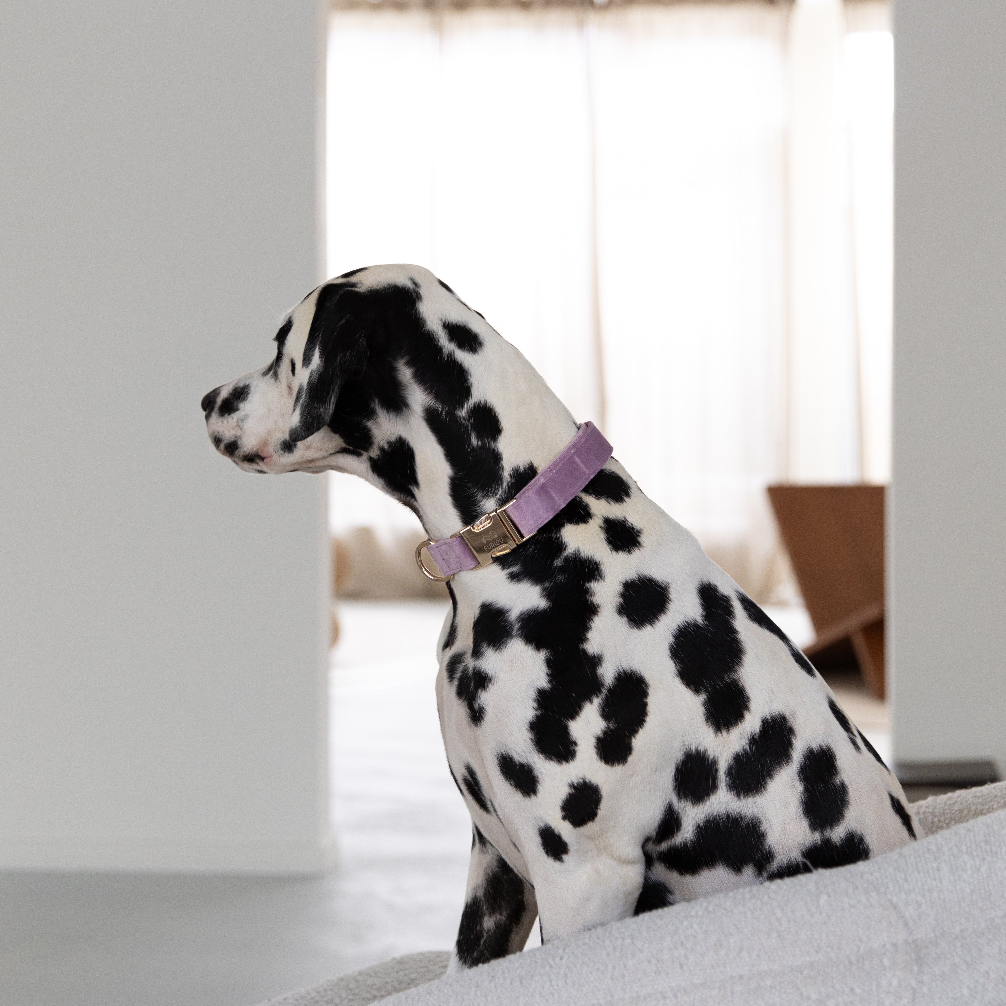 Velvet Dog Collar -Lilac