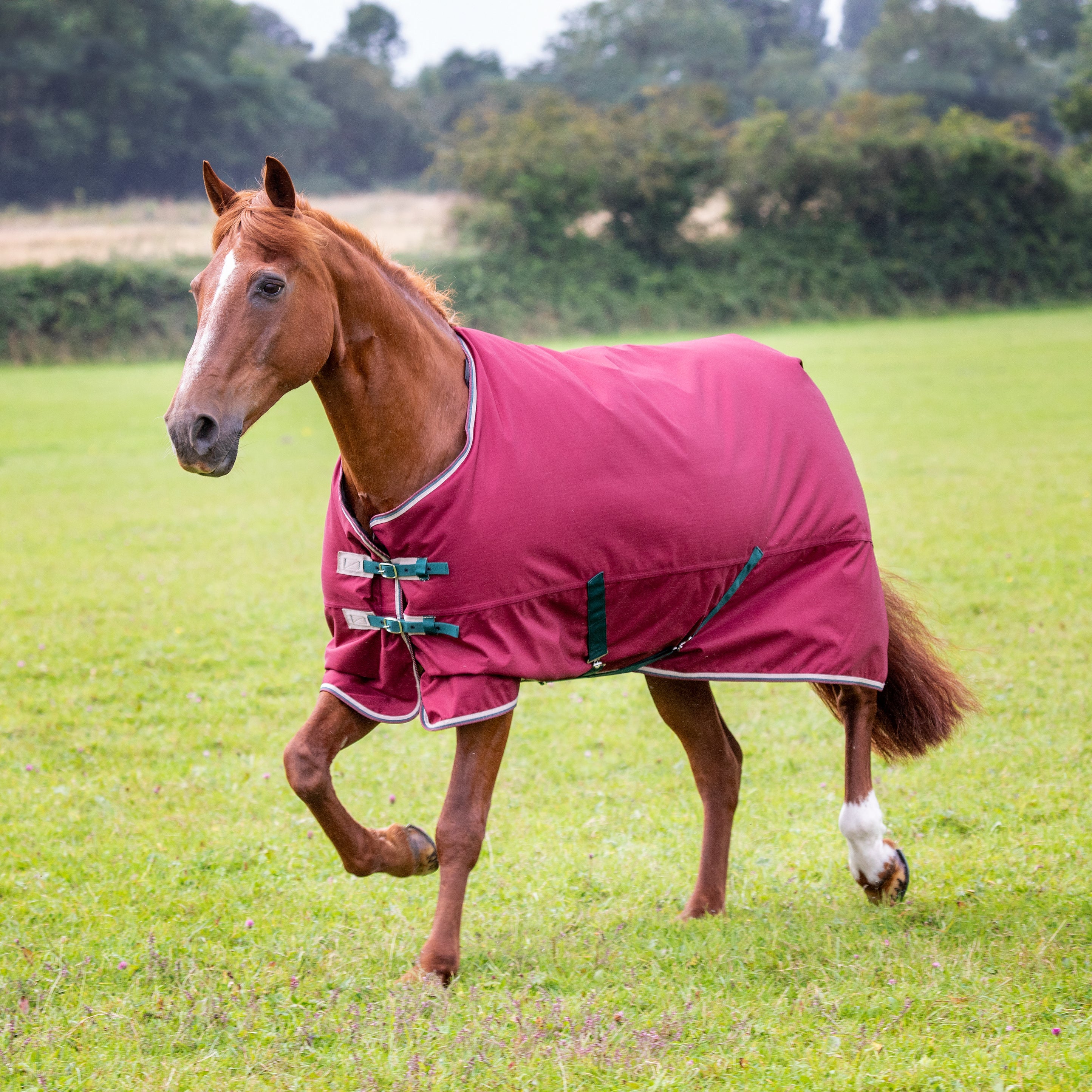 Shires Tempest Original 200G Blanket