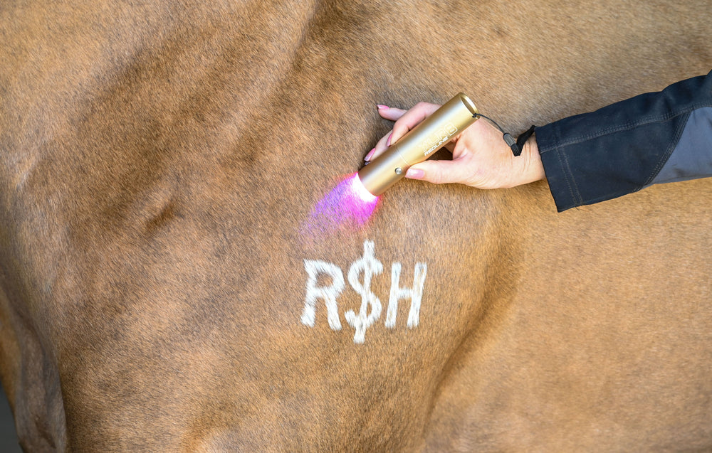 Ignite Handheld Therapy Light - Equine Exchange Tack Shop