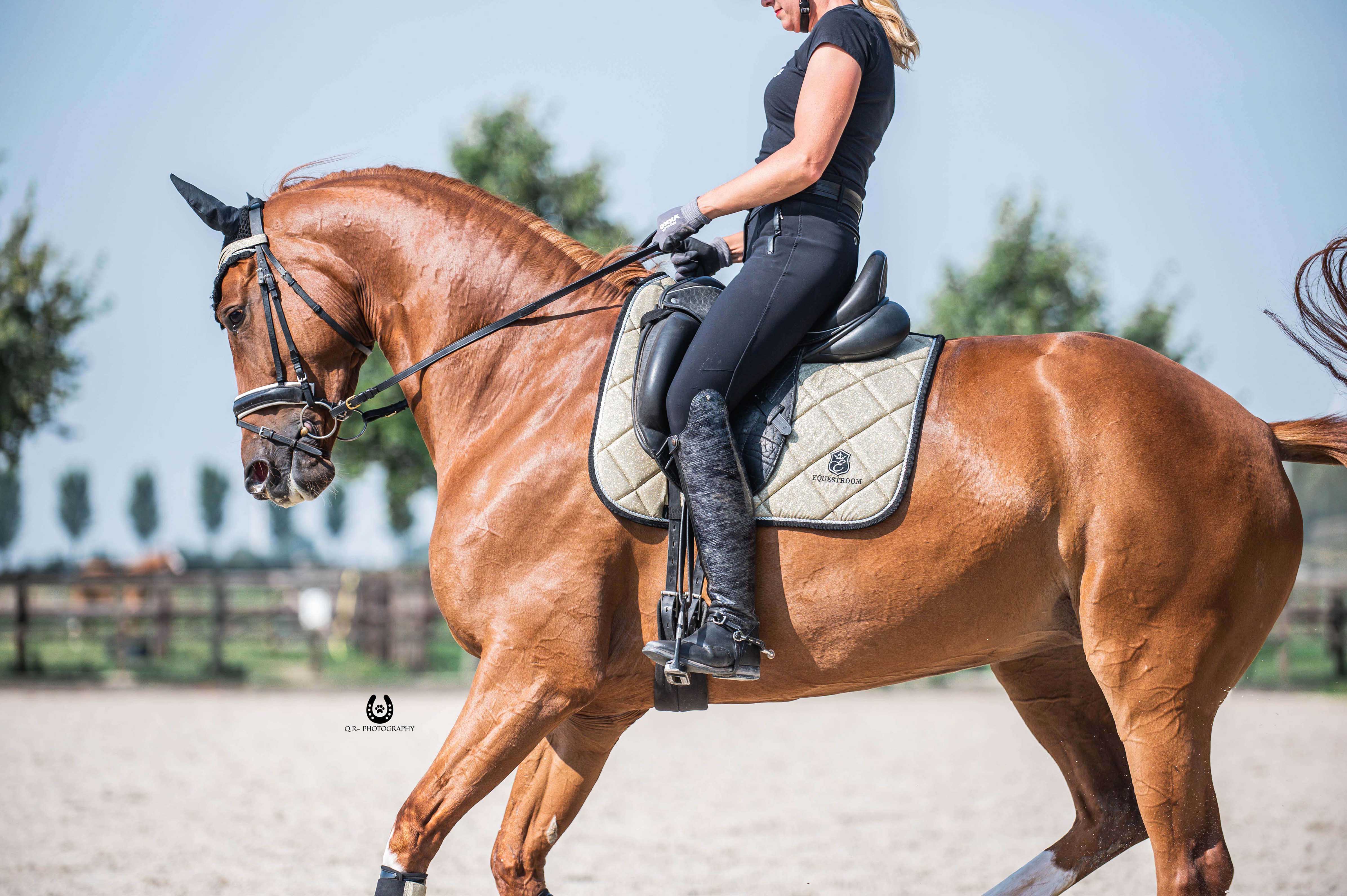 Champagne Saddle Pad - Equine Exchange Tack Shop