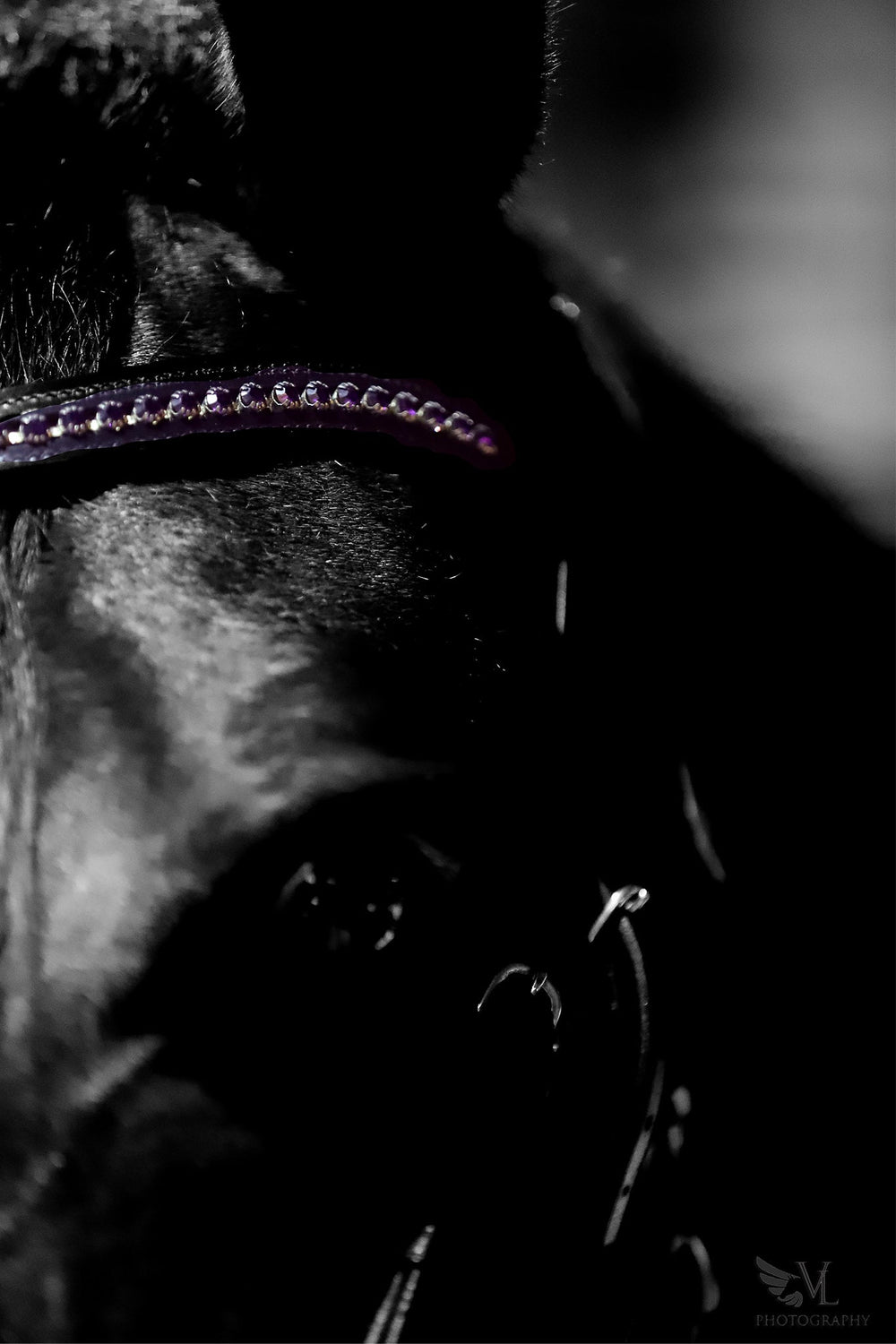 Ultraviolet Browband - Equine Exchange Tack Shop