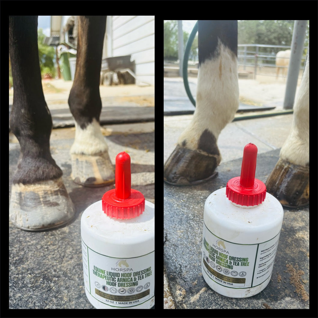 Equine Liquid Hoof Dressing  Arnica & Tea Tree  32 oz  