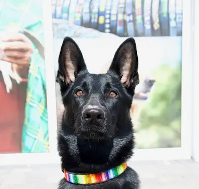 Rainbow Beaded Dog Collar