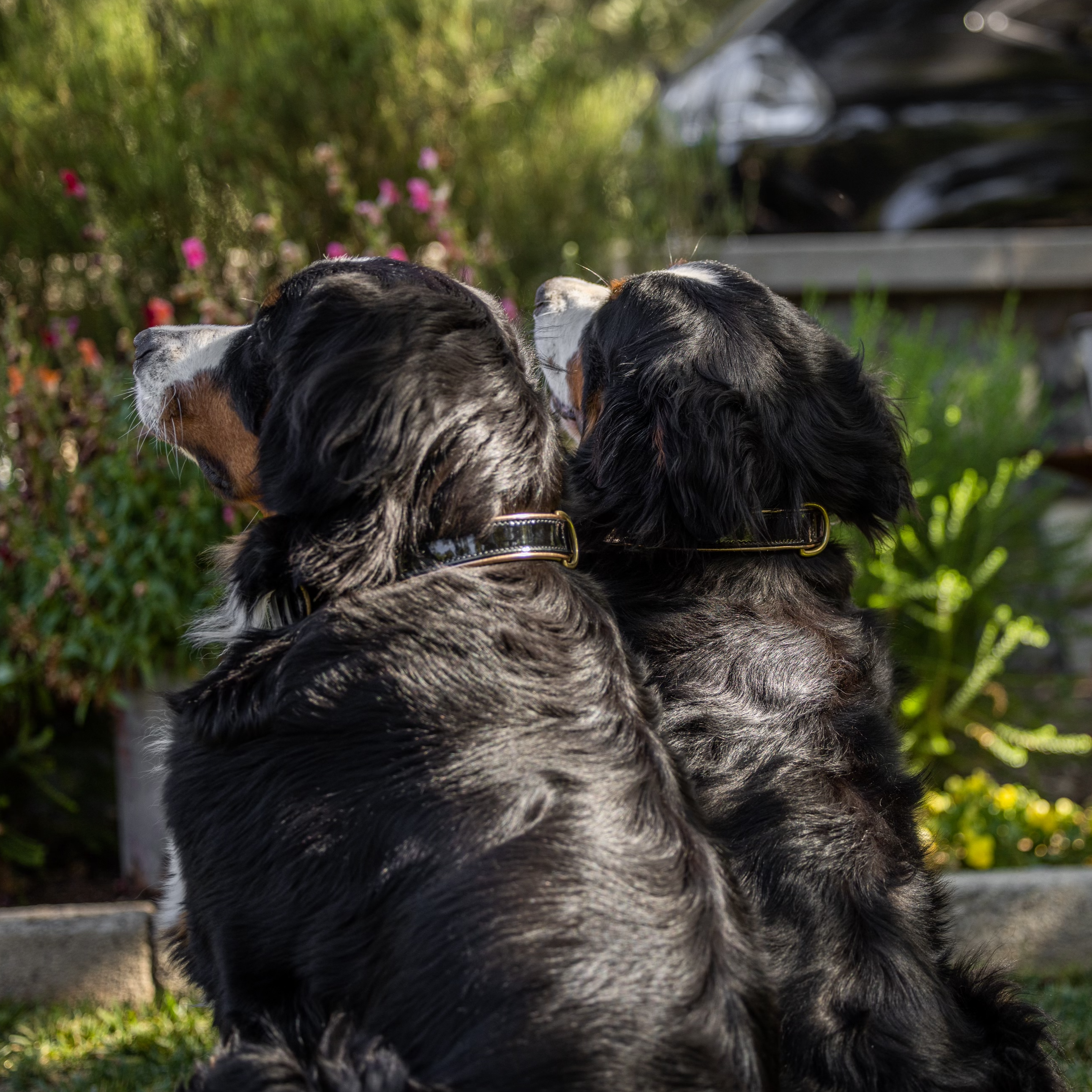 Halter Ego® Black Patent Thea Dog Collar - Equine Exchange Tack Shop