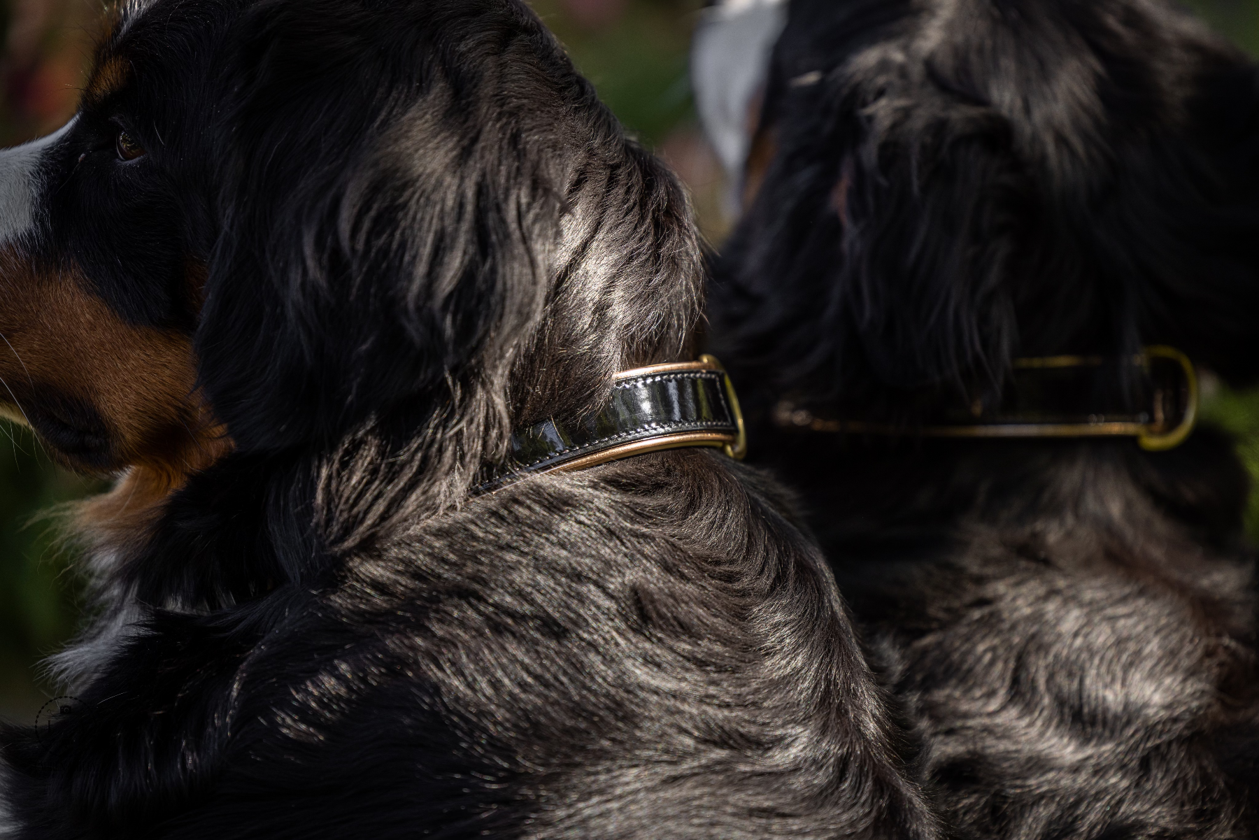 Halter Ego® Black Patent Thea Dog Collar - Equine Exchange Tack Shop