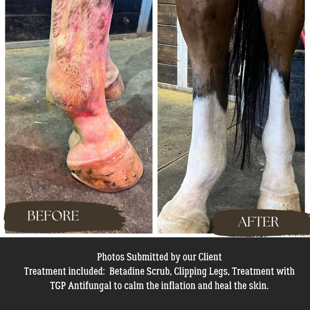 Antifungal Treatment - Equine Exchange Tack Shop