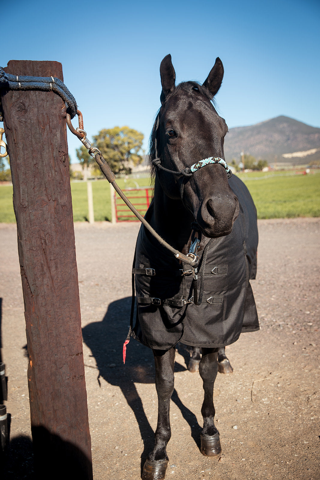 The Cassidy Halter - Equine Exchange Tack Shop