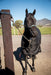The Cassidy Halter - Equine Exchange Tack Shop