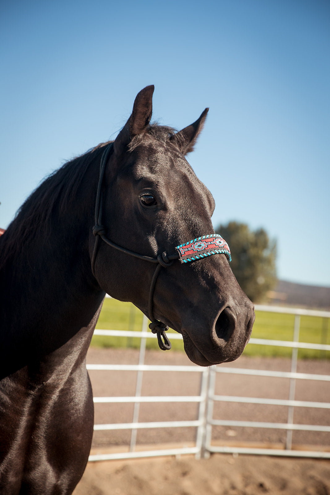 The Navajo Halter - Equine Exchange Tack Shop