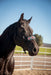 The Navajo Halter - Equine Exchange Tack Shop
