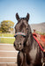 The Navajo Halter - Equine Exchange Tack Shop