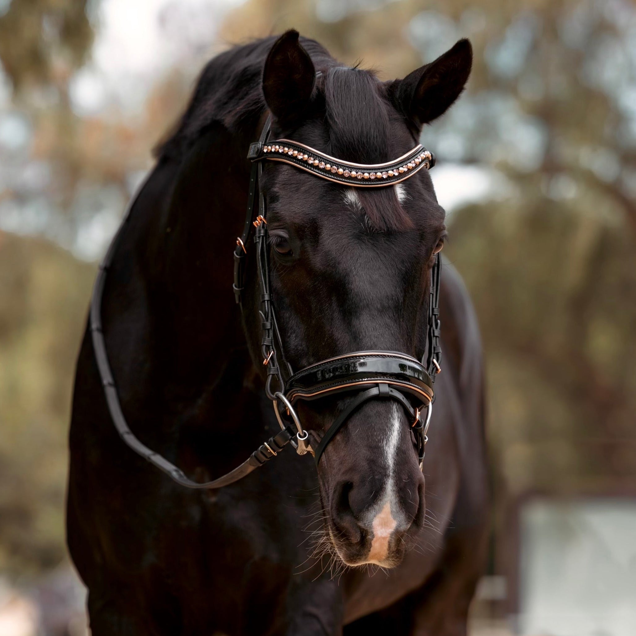 Aurelia Rose Gold Black Patent Snaffle Bridle with Removable Flash - Equine Exchange Tack Shop