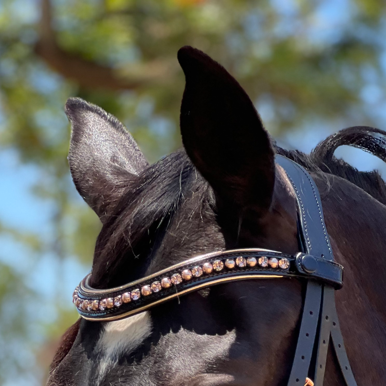 Aurelia Rose Gold Black Patent Double Bridle - Equine Exchange Tack Shop