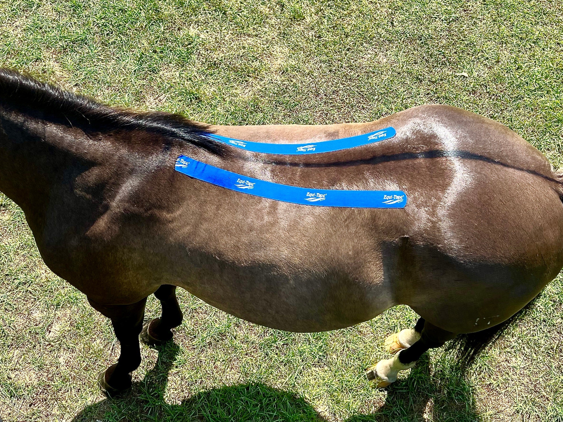 Equi-Tape® Fundamentals Course & Module Bundle - Equine Exchange Tack Shop