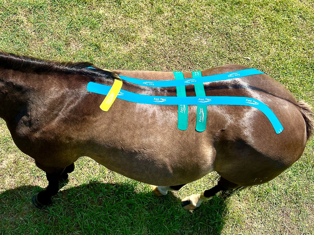 Equi-Tape® Fundamentals Course & Module Bundle - Equine Exchange Tack Shop