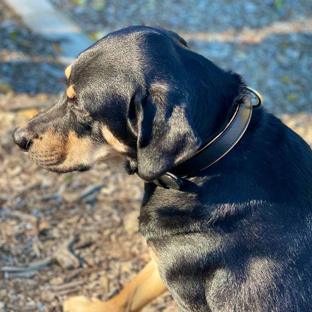 Halter Ego® Milan - Black Leather & Burnished Gold Trim Dog Collar - Equine Exchange Tack Shop