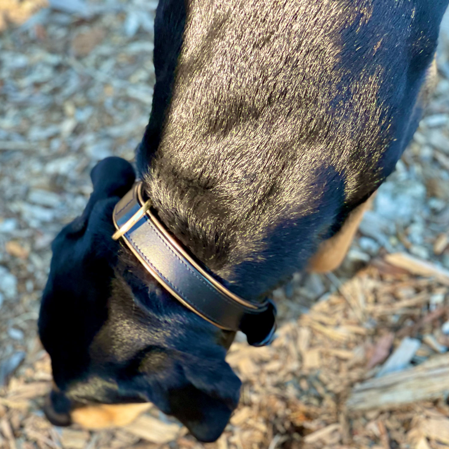 Halter Ego® Milan - Black Leather & Burnished Gold Trim Dog Collar - Equine Exchange Tack Shop