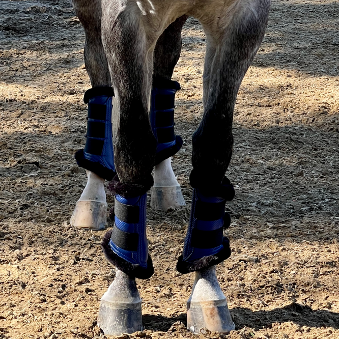 Halter Ego® Brushing Boots - Royal Blue - Equine Exchange Tack Shop