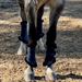 Halter Ego® Brushing Boots - Royal Blue - Equine Exchange Tack Shop