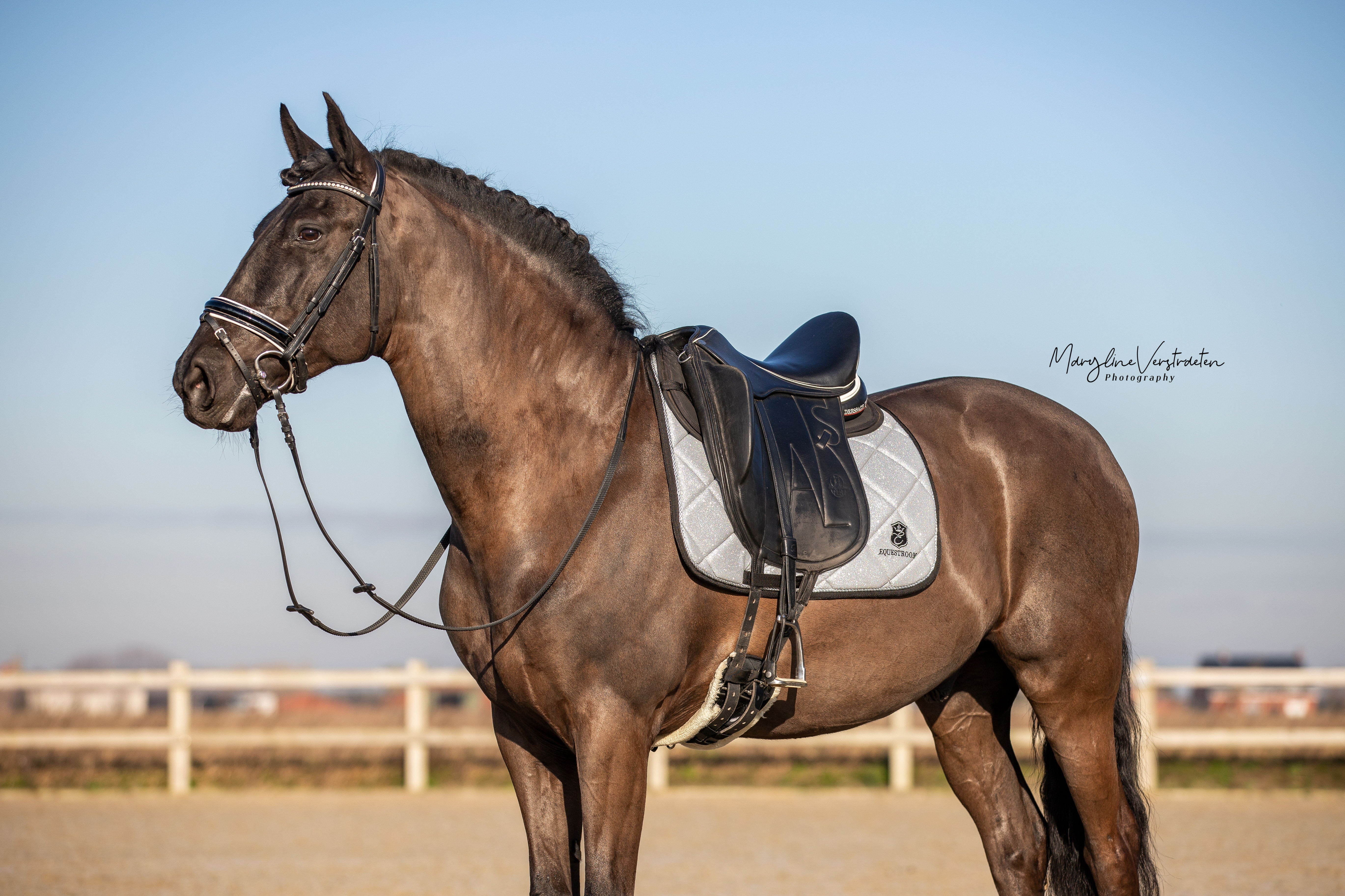 Royal Silver Saddle Pad Set - Equine Exchange Tack Shop