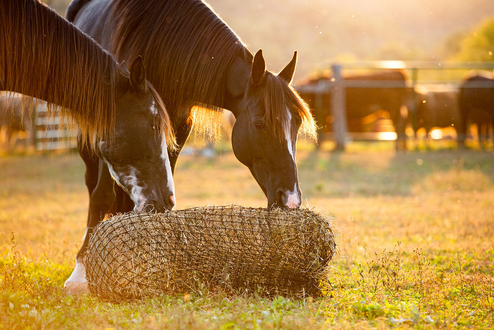 Square Bale Hay Net - Equine Exchange Tack Shop