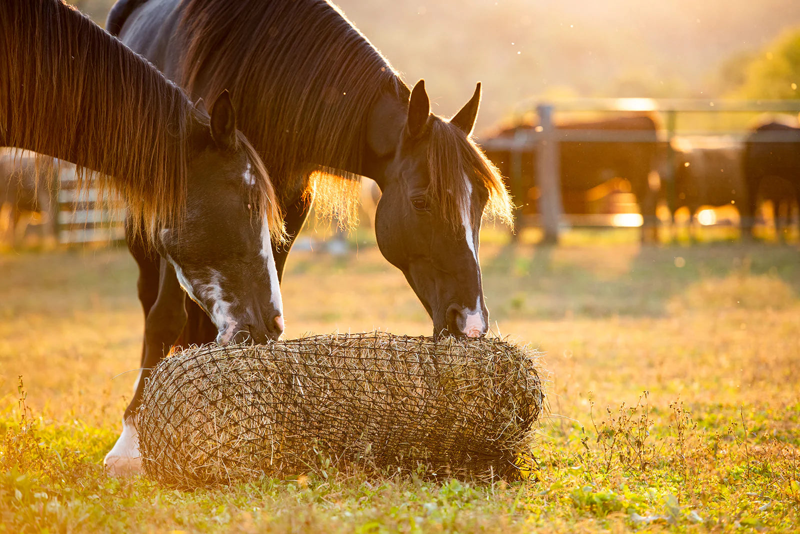 Texas HayNet Square Bale Hay Net