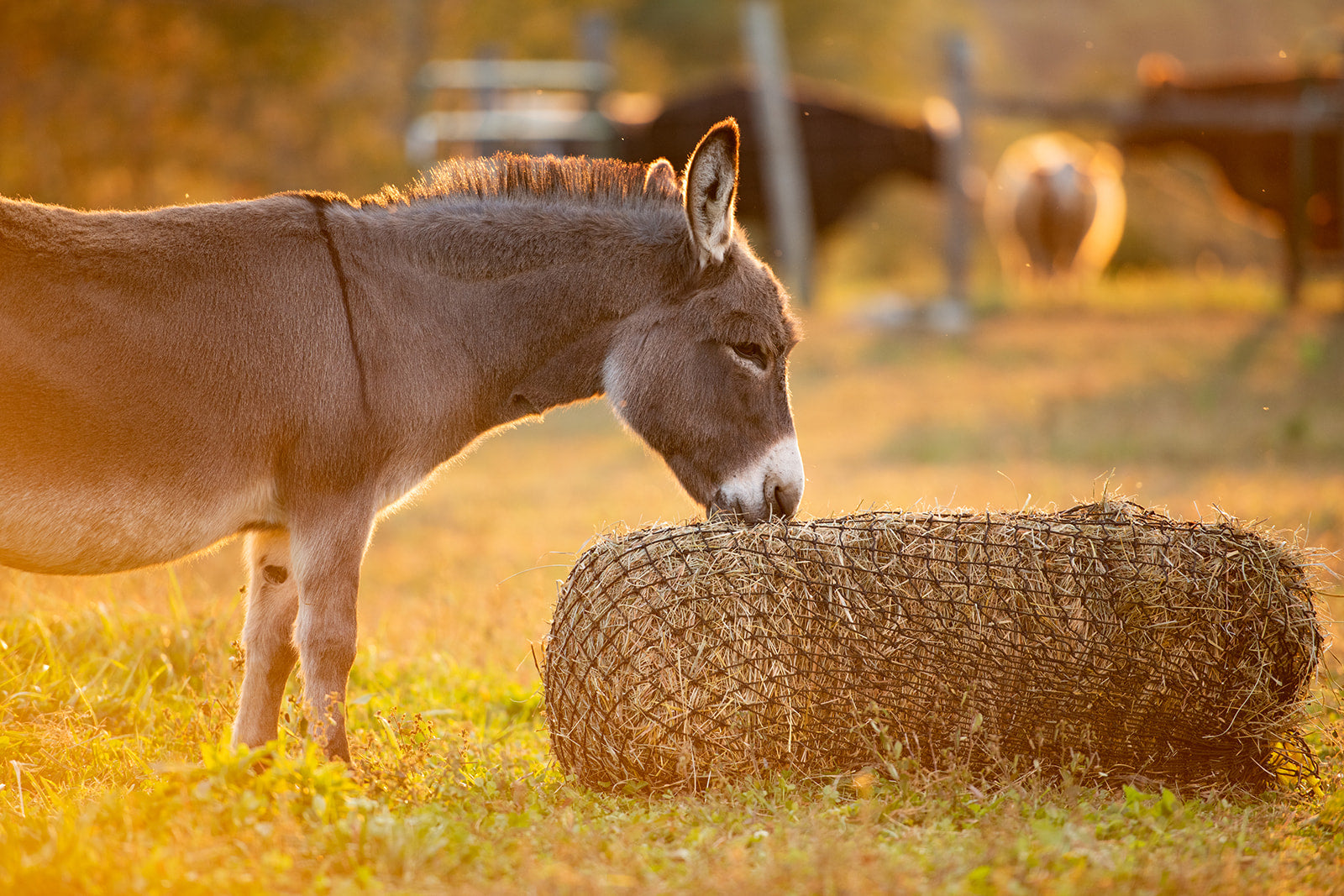 Square Bale Hay Net - Equine Exchange Tack Shop