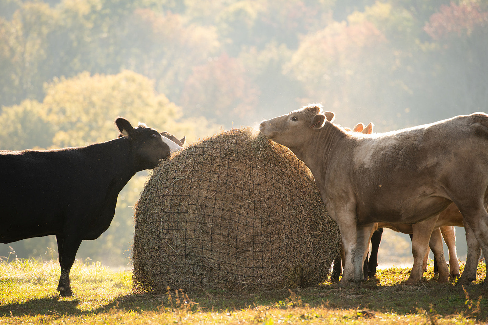 Livestock Round Bale Hay Net - 3" Holes - Equine Exchange Tack Shop