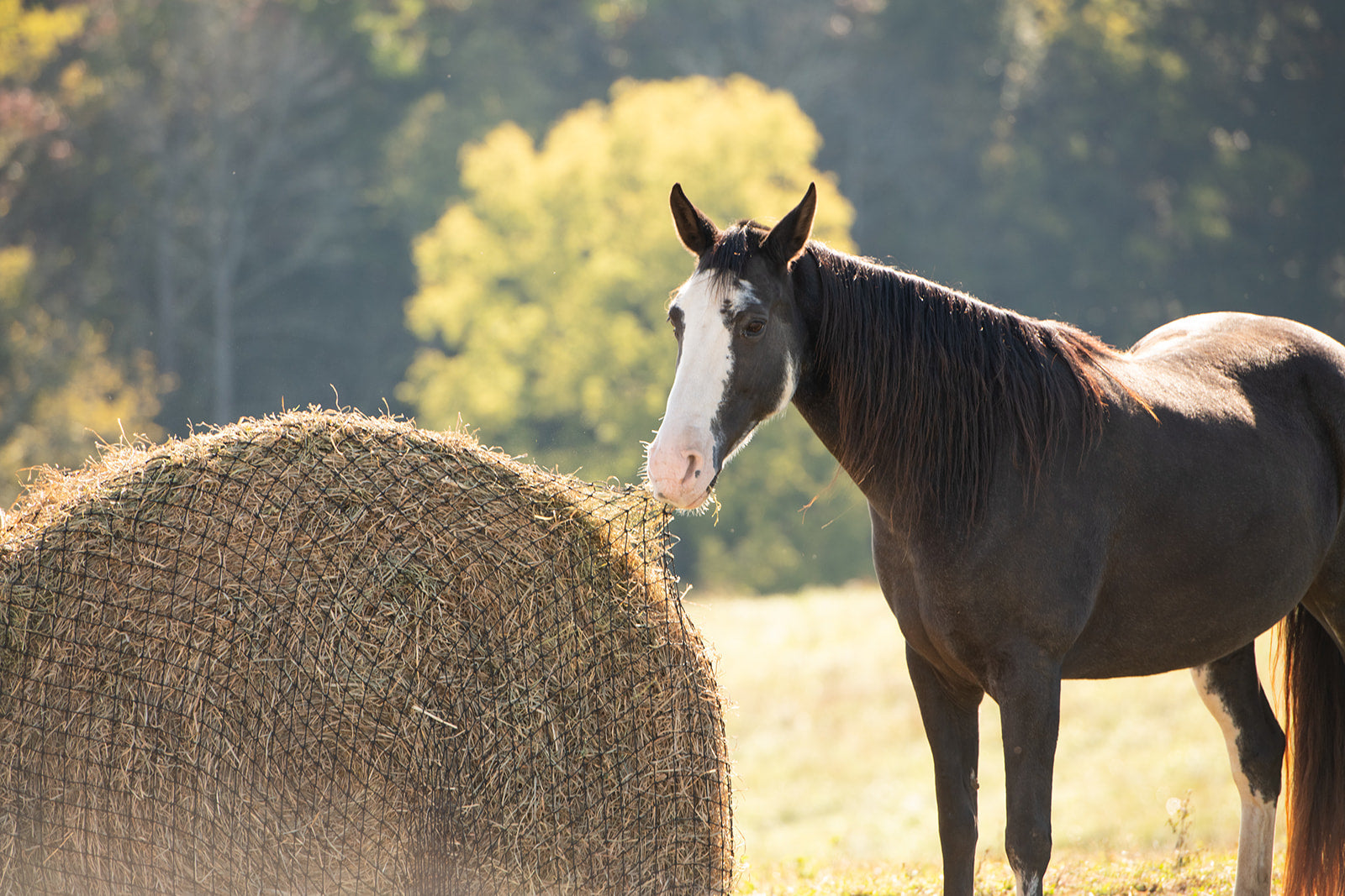 Round Bale Hay Net - Equine Exchange Tack Shop