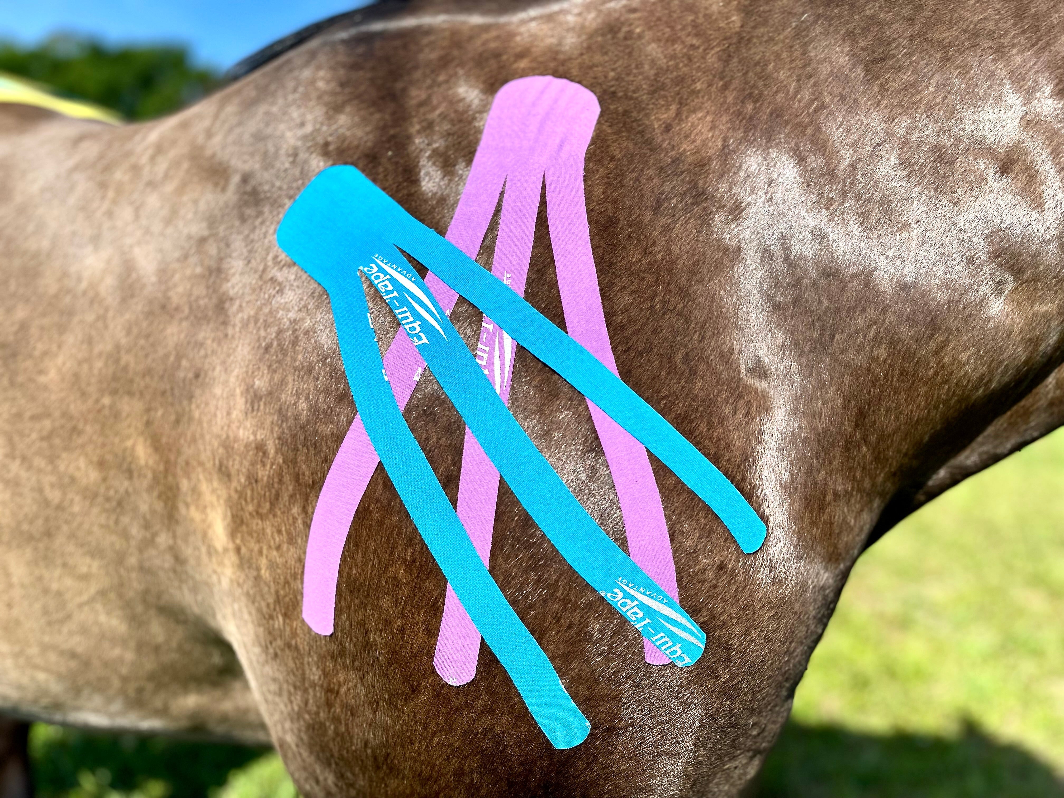 Equi-Tape® Fundamentals Course & Module Bundle - Equine Exchange Tack Shop