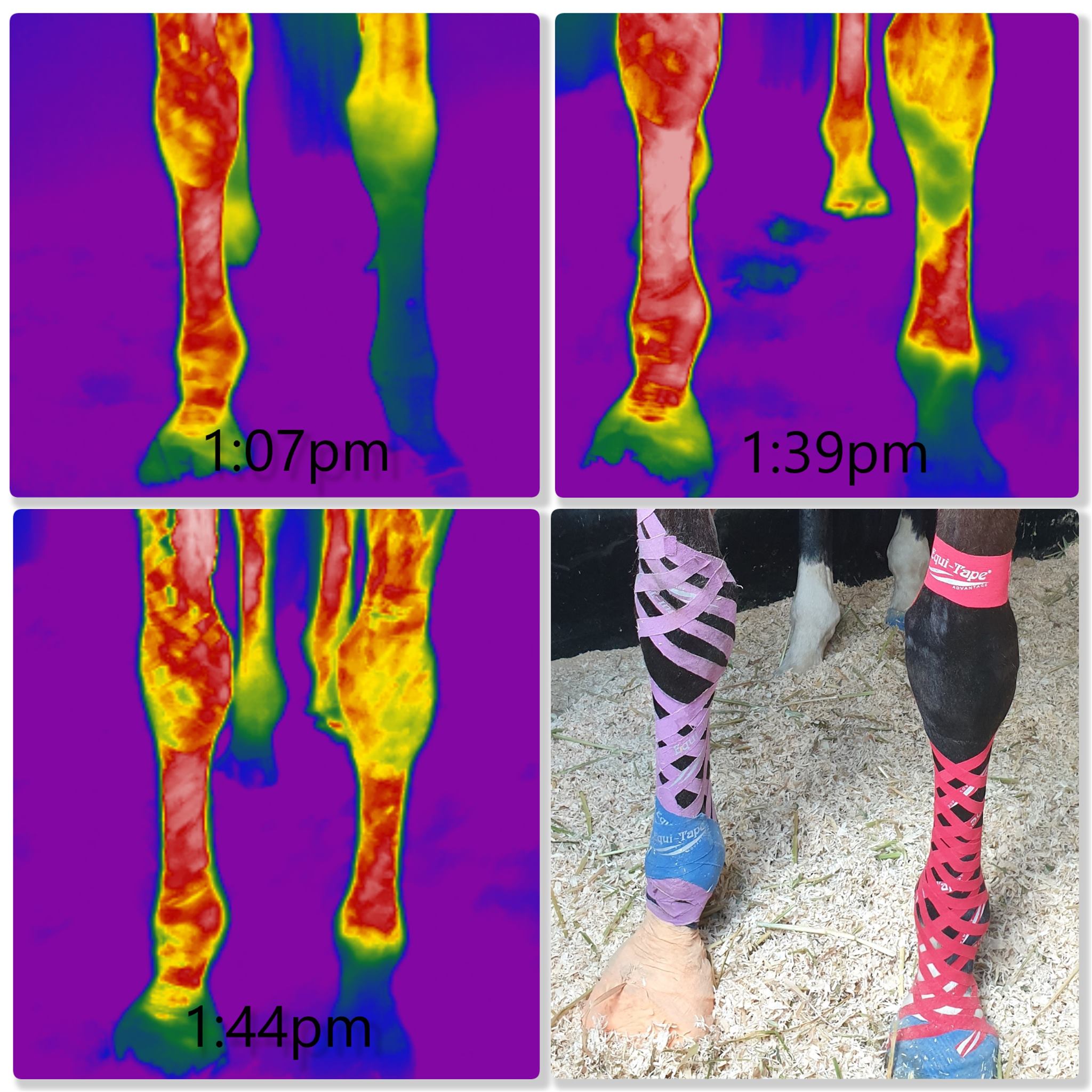 Equi-Tape® Fundamentals Course & Module Bundle - Equine Exchange Tack Shop