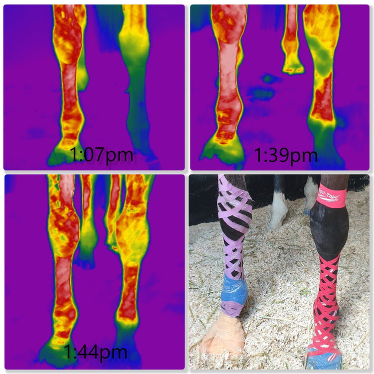 Equi-Tape® Fundamentals Course & Module Bundle - Equine Exchange Tack Shop