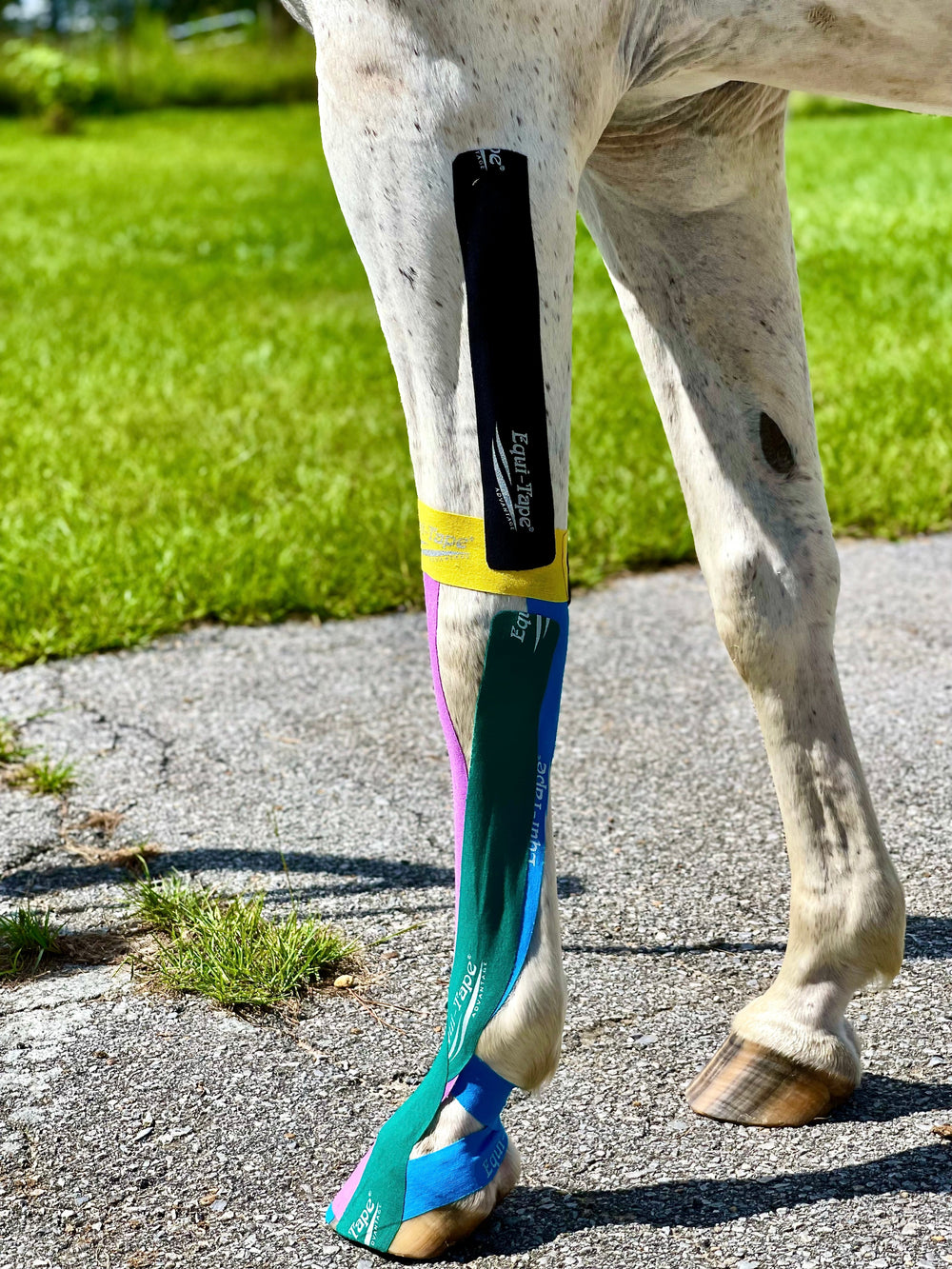 Equi-Tape® Fundamentals Course & Module Bundle - Equine Exchange Tack Shop