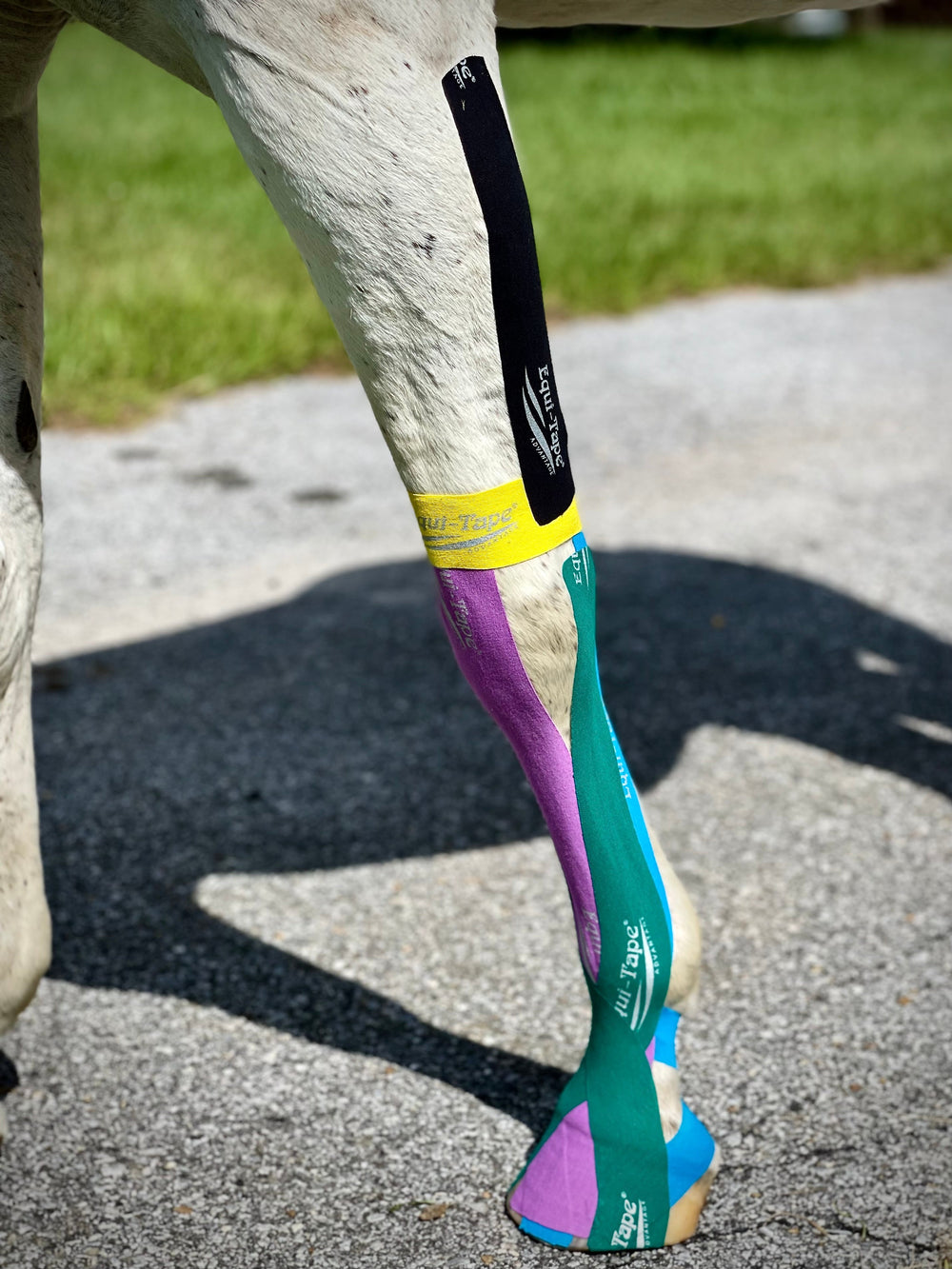 Equi-Tape® Fundamentals Course & Module Bundle - Equine Exchange Tack Shop