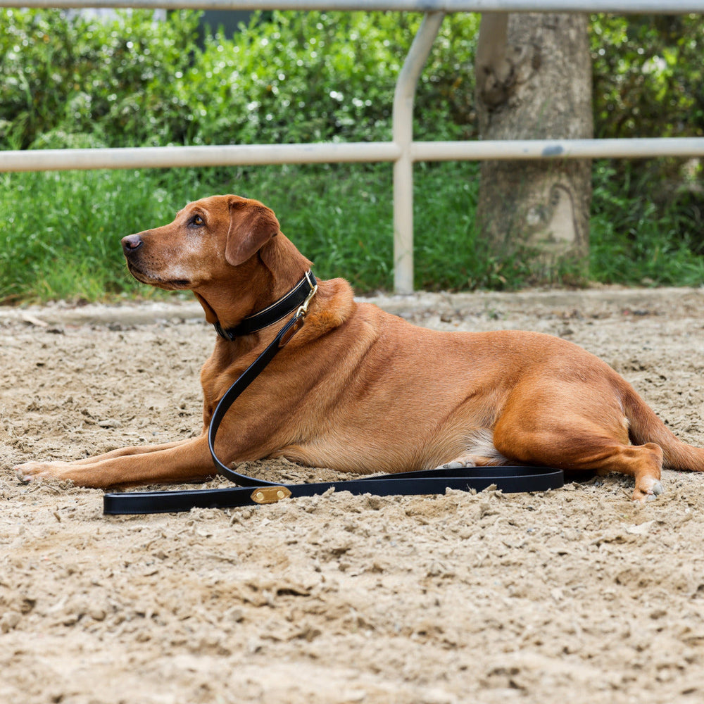 Halter Ego® Milan Dog Leash - Equine Exchange Tack Shop