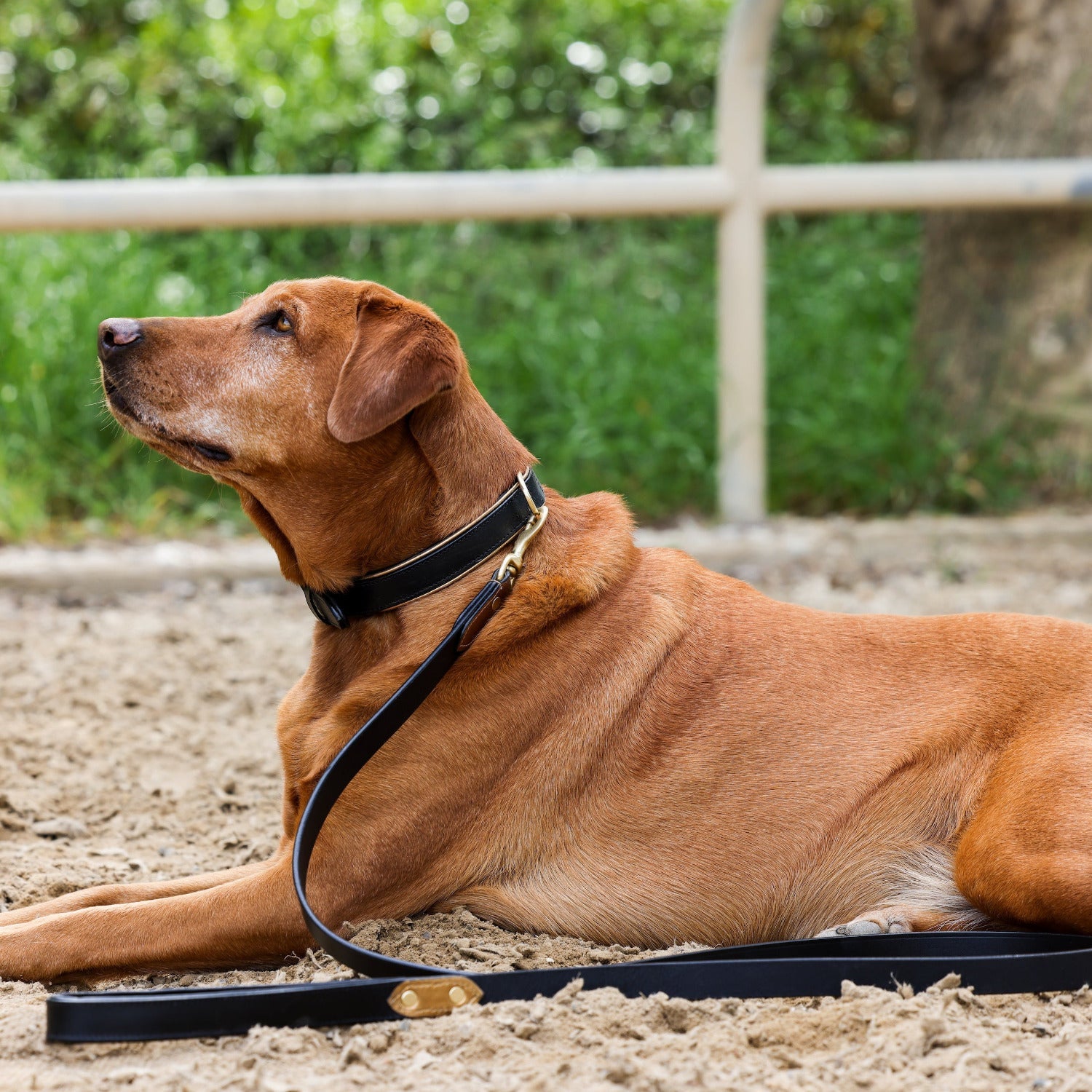 Halter Ego® Milan Dog Leash - Equine Exchange Tack Shop