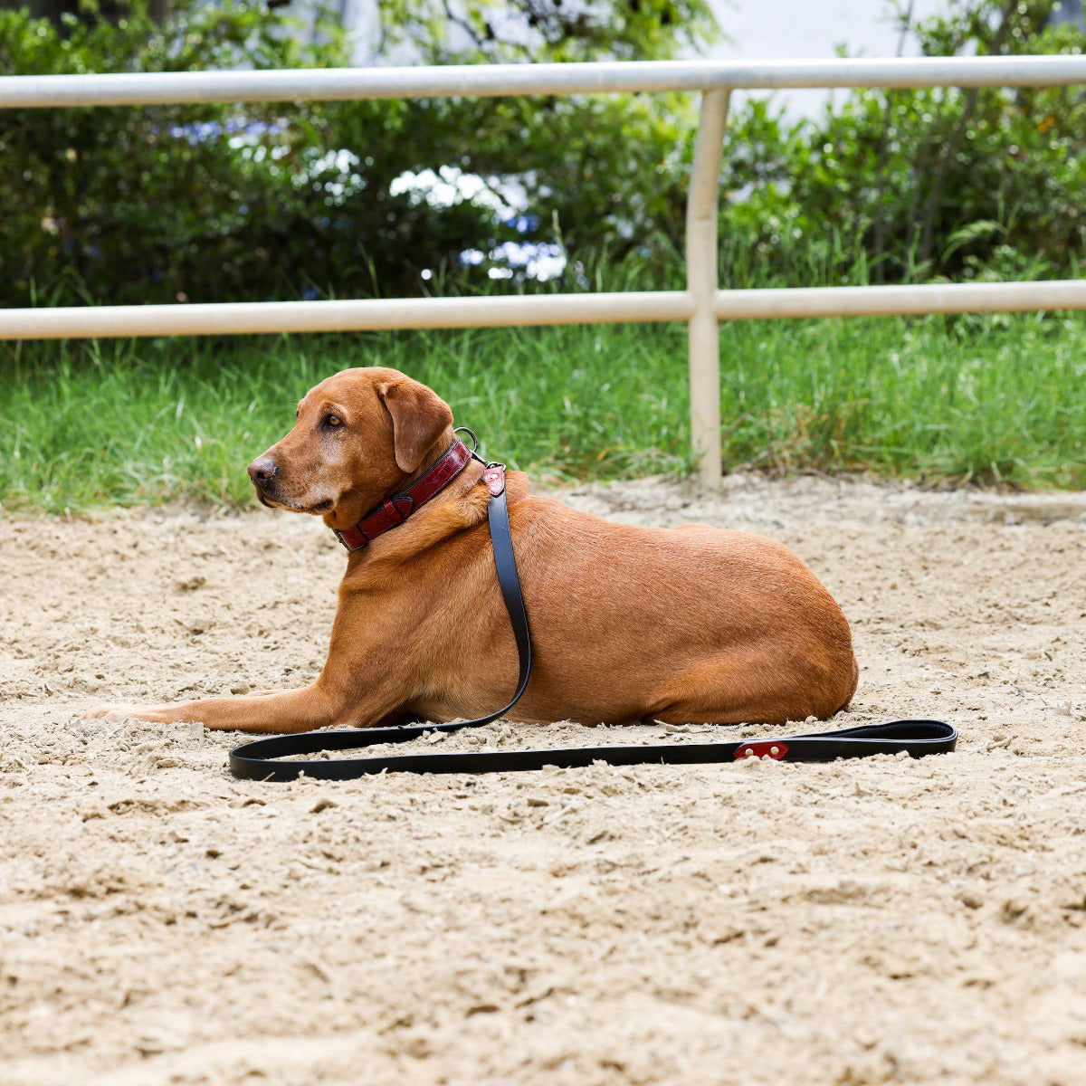 Halter Ego® Breanna Red Croc Leather Dog Collar - Equine Exchange Tack Shop