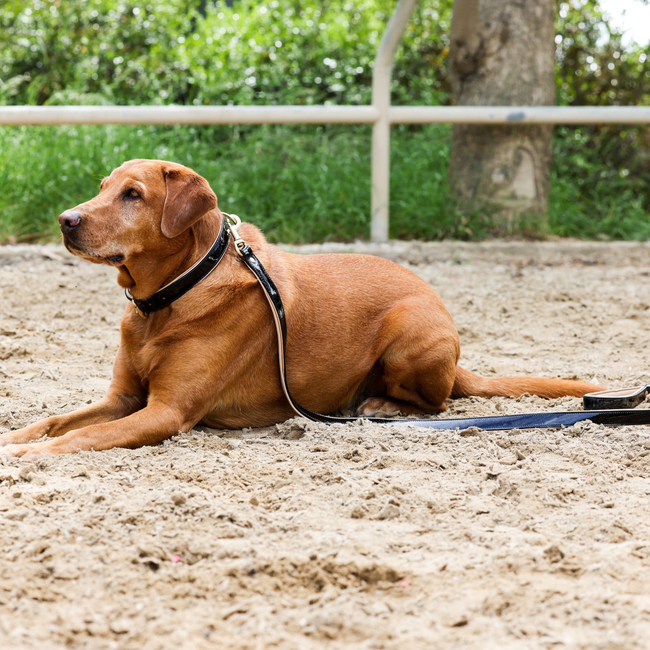 Halter Ego® Black Patent Thea Dog Leash - Equine Exchange Tack Shop