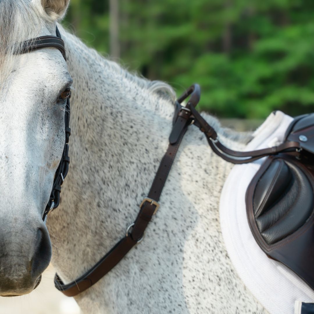 Double Neck Strap - Equine Exchange Tack Shop