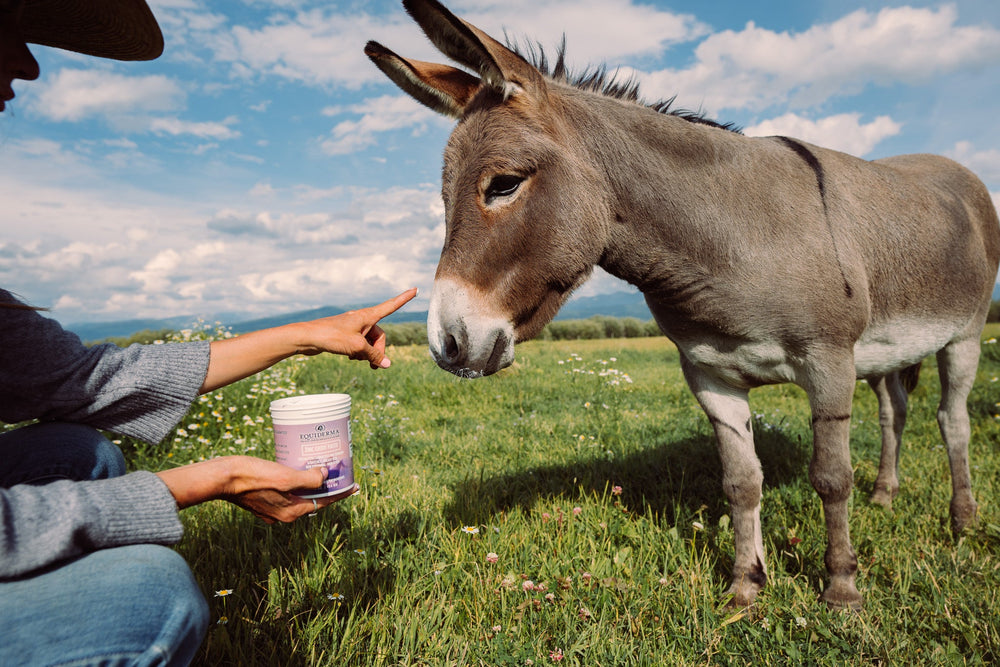 Zinc Paste for Scratches - Equine Exchange Tack Shop
